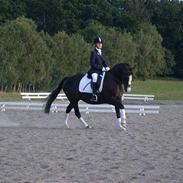 Welsh Pony af Cob-type (sec C) Dorthealyst Princess-Lea