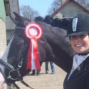Welsh Pony af Cob-type (sec C) Dorthealyst Princess-Lea