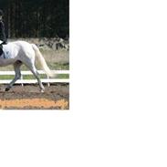 Connemara Hesteklewa Wedgewood