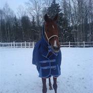 Fransk Halvblod Brave de Ver