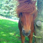 Islænder Ofeigur fra brokhøjgård