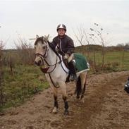 Anden særlig race Lexus B-pony (solgt)