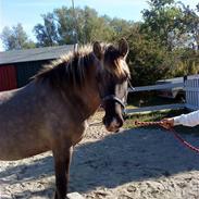 Anden særlig race Perle Bro<3 *Solgt*