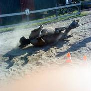 Anden særlig race Perle Bro<3 *Solgt*