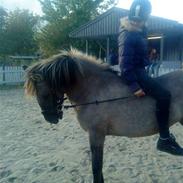 Anden særlig race Perle Bro<3 *Solgt*