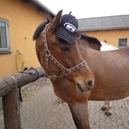 Anden særlig race Flying Star