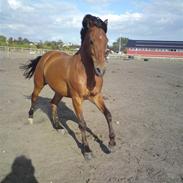 Anden særlig race Flying Star