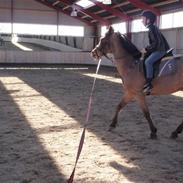 Anden særlig race Flying Star