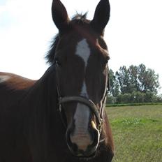 Anden særlig race Je Suis