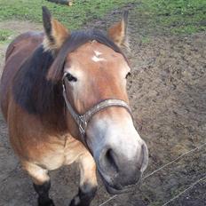 Belgier Sunshine Carla (udlånt)