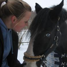 Irish Cob Athos [Tidl. part]