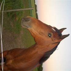 Dansk Varmblod Bakkebo´s Le´ Moni- Rip smukke limse ??