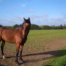 Dansk Varmblod Bakkebo´s Le´ Moni- Rip smukke limse ??