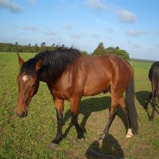Dansk Varmblod Bakkebo´s Le´ Moni- Rip smukke limse ??