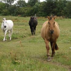 Anden særlig race Kaliff