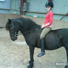 Welsh Cob (sec D) Chalfont Lisanja - Part