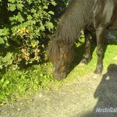 Welsh Cob (sec D) Chalfont Lisanja - Part
