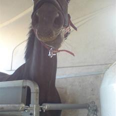 Dansk Varmblod Chelsea