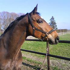 Dansk Varmblod Amadeus