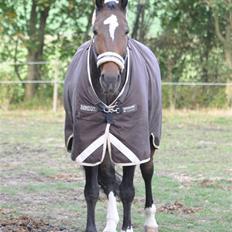 Dansk Varmblod Amadeus