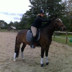 Dansk Varmblod Amadeus