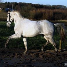 Anden særlig race Mon Cherie (solgt)