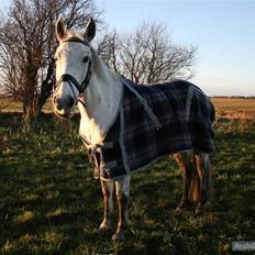 Anden særlig race Mon Cherie (solgt)