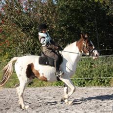 Pinto Chamina * Passede - SOLGT