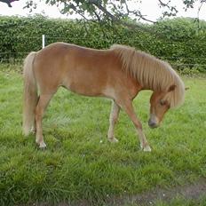 Islænder Freyja fra Lykkegården†