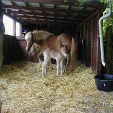 Islænder Freyja fra Lykkegården†
