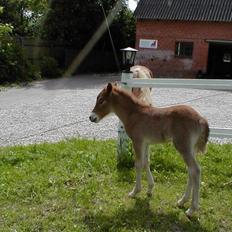 Islænder Freyja fra Lykkegården†