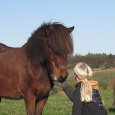 Islænder Sleipnir fra Hammelsvang