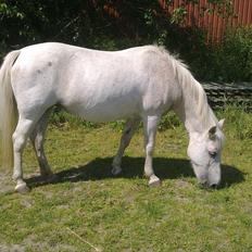 Anden særlig race Ofelia.