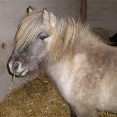 Anden særlig race Sebastian (RIP)