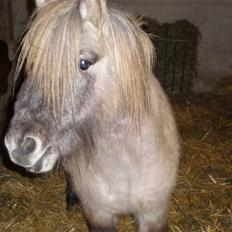 Anden særlig race Sebastian (RIP)