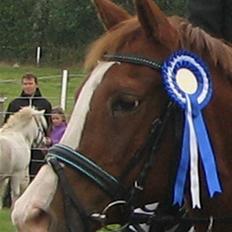 Anden særlig race Cherie