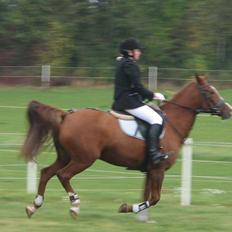 Anden særlig race Cherie