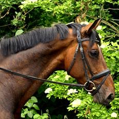 Dansk Varmblod Ansgårds Aragorn - Solgt