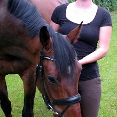 Dansk Varmblod Ansgårds Aragorn - Solgt