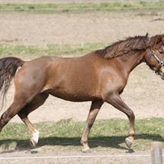 New Forest Spangsbo´s Tequila. 