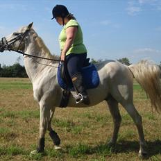 Anden særlig race Sir Bastian Tidl. hest