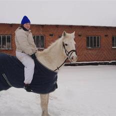 Anden særlig race Sir Bastian Tidl. hest