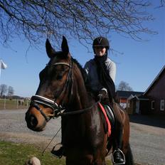 Dansk Varmblod P.Temptation R.I.P :'(