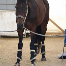 Dansk Varmblod P.Temptation R.I.P :'(