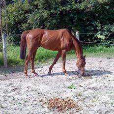 Fuldblod (XX) Zhitomir