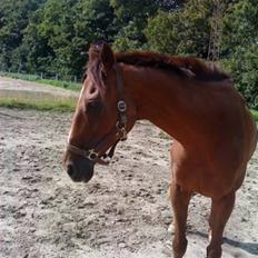 Fuldblod (XX) Zhitomir