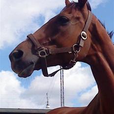 Fuldblod (XX) Zhitomir