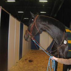 Holstener Pret A Porter (Pomfrit)