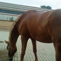 Dansk Varmblod Diban