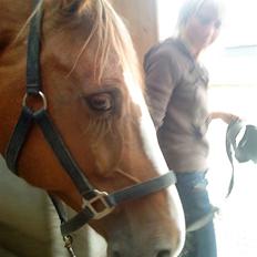 Dansk Varmblod Diban